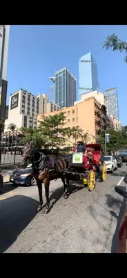 a horse pulling a carriage on a city street at AL Shami 408 in New York