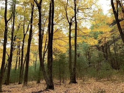 a forest of trees with leaves on the ground at Gorgeous Cottage for Two, Overlooking Pond on 20 acres, Glamping in Pennsylvania in Spring Mills