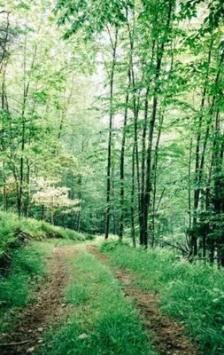 a dirt road in the middle of a forest at Secluded in the Woods Cedar Hot Tub Pet Friendly in Mehoopany