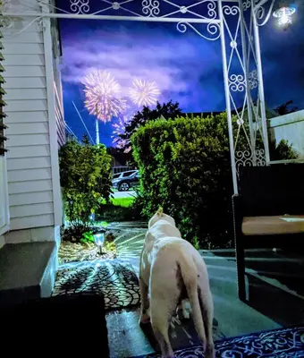 a dog standing on a porch looking at fireworks at The Zen Den in Hellertown