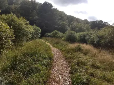 a dirt trail in a field with trees at Beautiful Yurt with Breathtaking Views in Livingston Manor, New York in Livingston Manor
