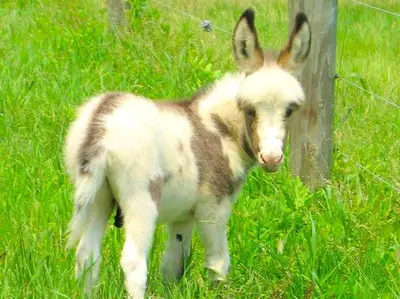 a baby donkey standing next to a fence at Secluded and Rustic Cabin with a Private Deck near Reading, Pennsylvania in Robesonia