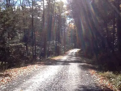 a dirt road in the middle of a forest at Charming Cottage Rental with Antique Decor in Narrowsburg, New York in Narrowsburg