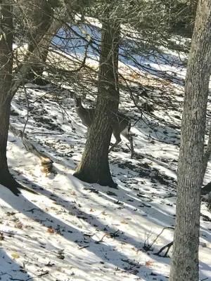 a dog running between two trees in the snow at Beautiful Lakefront Chalet in the Poconos! in Hawley