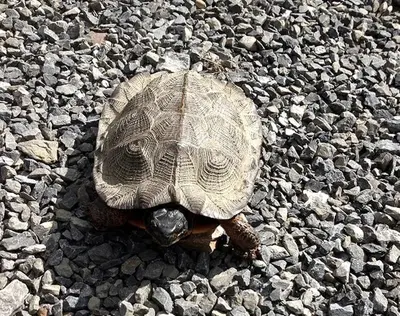 a turtle is sitting on the rocks at Rustic Cabin Rental on Family-Friendly Campsite near Harrisburg, Pennsylvania in Millmont