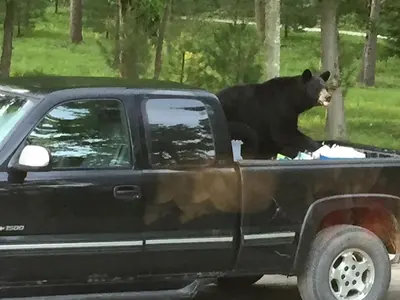 a black bear sitting in the back of a truck at Rustic Cabin Rental on Family-Friendly Campsite near Harrisburg, Pennsylvania in Millmont