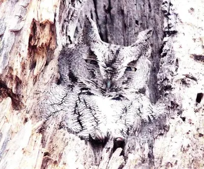 an owl is sitting on the side of a tree at Rustic Cabin Rental on Family-Friendly Campsite near Harrisburg, Pennsylvania in Millmont