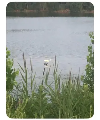 a white bird is swimming in the water at Welcome to Grande Lux - Boutique Hotel Style- 20 mins to NYC Times Square in Englewood