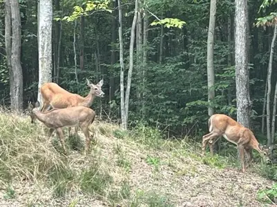 three deer standing on a hill in a forest at Cozy Cottage 1 Block Walk From Lake Naomi - Poconos Pennsylvania Area 2 hours from New York City or Philadelphia - Pets Welcome - Check Minimum Night Requirement in Pocono Pines