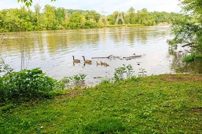 a group of ducks swimming in a river at The River Shack - kayaks, fishing, quiet, family in Delta