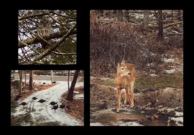 a deer is standing next to a window at Designer Poconos Chalet I Ski, Skate, Lakes, Family-Friendly in Lake Ariel