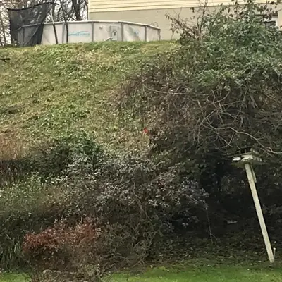 a tree sitting on top of a grassy hill at Quiet Harrisburg home in Harrisburg
