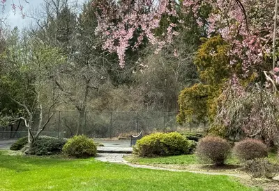 a park with a tree with pink flowers at Zen House in Princeton