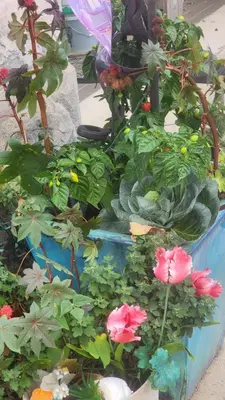 a group of flowers and plants in a pot at Entire rear squad-bay in Carlisle
