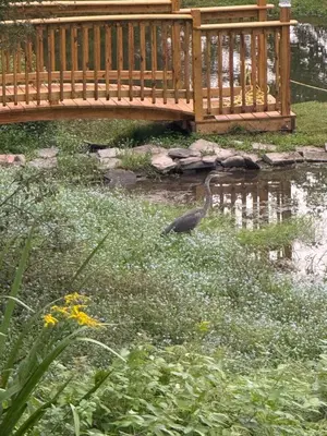 a bird standing in the water under a bridge at Susquehanna Waterfall Haven in Susquehanna