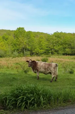 a brown cow standing in a field of grass at Luxurious Cabin by Lakes & Ski in Lake Ariel