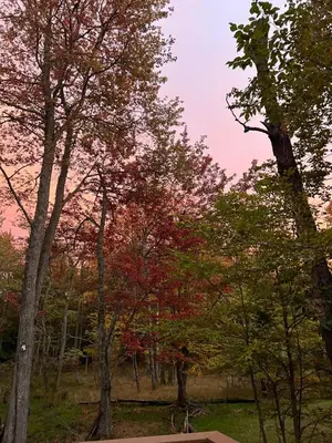 a group of trees with red leaves in a park at Lovely tranquil spot for family and friends to gather in Tobyhanna