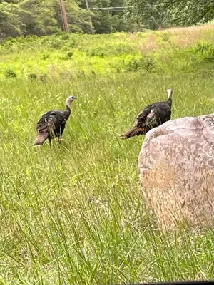 two birds standing in a field of tall grass at Hideaway Hot Tub Sunna Lake Kayaks Pool in Bushkill