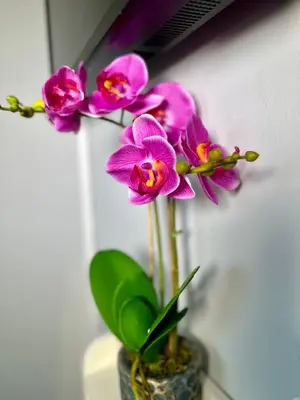 a vase with purple orchid flowers in it at Hotel-Style, No Host, Professionally Managed ID267 in Jersey City