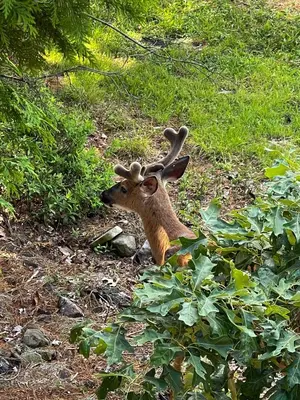 a deer with antlers on its head standing in the grass at 9Br lake fr Volley ball/hot tub in Towamensing Trails