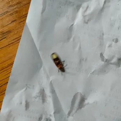 a beetle sitting on top of a piece of paper at 42th Powelton in Philadelphia