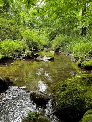a stream of water with rocks in a forest at Fantastic A-Frame Cabin for a Couples' Getaway near Robesonia, Pennsylvania in Robesonia