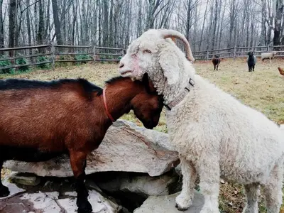 a goat and a sheep standing next to a rock at Cozy Cottage on a Private Farm Nestled Among the Southern Catskill Mountains in Woodridge, New York in Woodridge