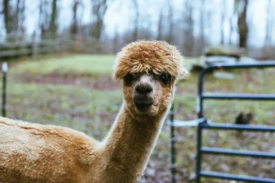 a llama standing next to a fence at Cozy Cottage on a Private Farm Nestled Among the Southern Catskill Mountains in Woodridge, New York in Woodridge