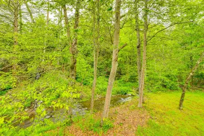 a group of trees in a field with a creek at Serene Duplex with On-Site Brook in Callicoon Center in Roscoe