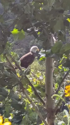 a bird perched on top of a tree at Cammalot - Pine Creek Valley