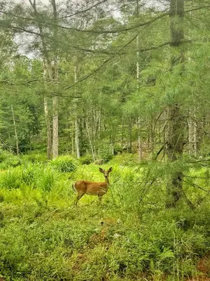 a deer standing in the grass in a forest at Luxe Modern Cabin with Pond, Fire Pit, Hiking, near Bethel Woods in Narrowsburg