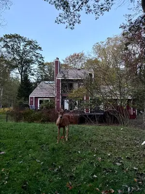 a deer standing in a field in front of a house at Hot tub, Sauna, fire pit, games and nature in Lake Poconos in Pocono Summit