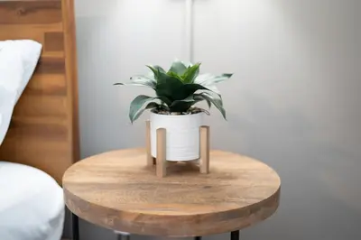 a potted plant sitting on top of a wooden table at Walnut Street Retreat with Hot Tub, 3 Bedrooms in Ephrata