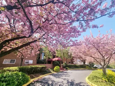 a street with pinkakura trees in front of a house at Bright & Spacious 2BR2BA Monthly Savings in Philadelphia