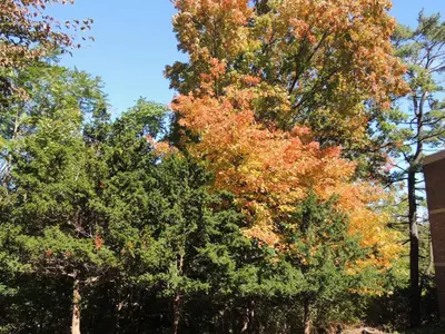 a group of trees with autumn leaves at Rutgers University Inn and Conference Center in New Brunswick