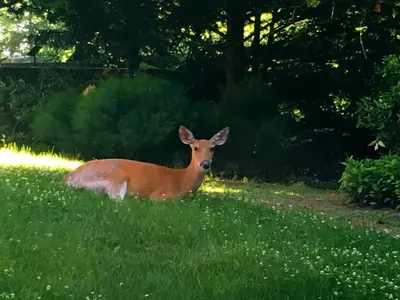 a deer laying in the grass in a field at Rutgers University Inn and Conference Center in New Brunswick