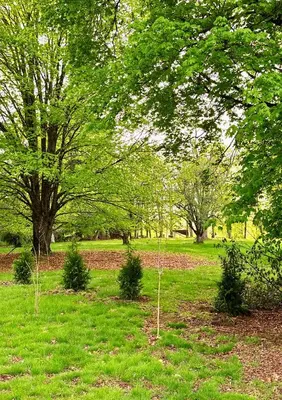 a group of small trees in a field at Cozy Riverside View House in Montague