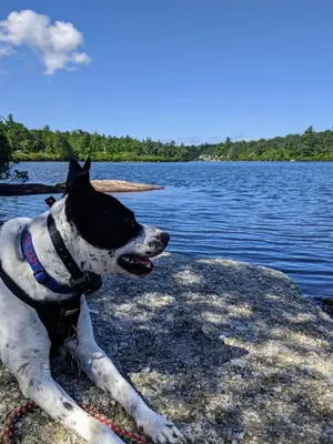 a dog sitting on a rock near a body of water at House Under The Cliff in New Paltz