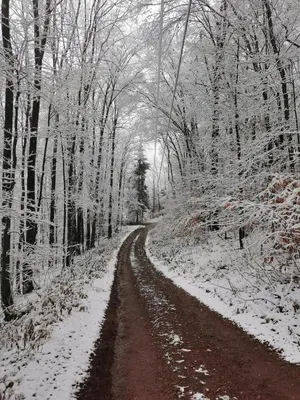 a snow covered road in a forest with trees at Fireplace Catskill Views Overlook Lake Cabin in Parksville
