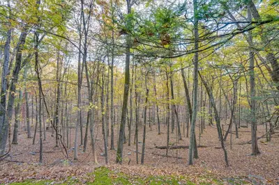 a forest of trees with leaves on the ground at Year-Round Outdoor Adventures Poconos Hideaway in East Stroudsburg