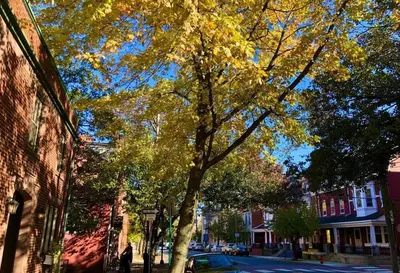 a tree with yellow leaves on a city street at THE STEVENS STUDIO - HISTORIC DOWNTOWN LANCASTER in Lancaster