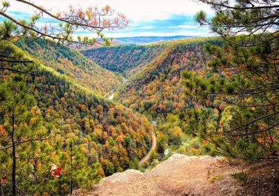 a view of a forest in the fall at Scenic Ridge Haven Firepit, Trails & Views