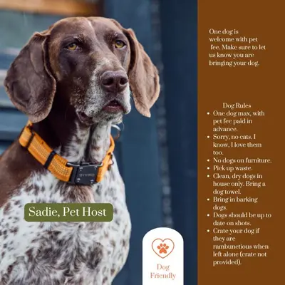 a brown and white dog wearing a collar at Bootleg Hollow in Andes