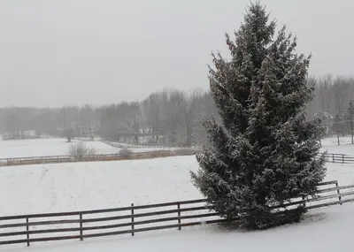 a snow covered field with a christmas tree next to a fence at Country Escape Close to Ski Resort in Pleasant Mount