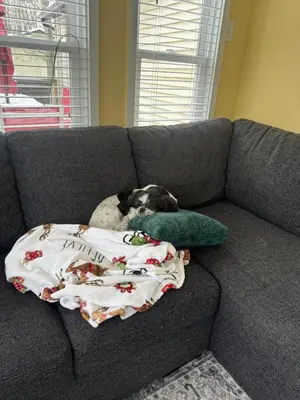 a dog laying on a couch with a blanket at Lake Area 6BR Pet friendly home in Poconos - Your Pocono Retreat in Thornhurst