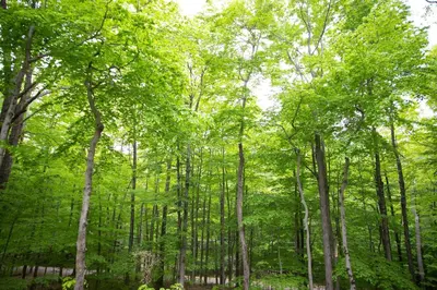 a forest filled with lots of lush green trees at Gorgeous Chalet in the Poconos w/ Hot Tub! in Locust Lakes Village