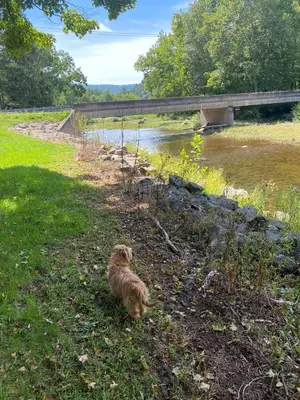a dog walking in the grass next to a river at The Big House at Elk Creek Escape in Hillsgrove