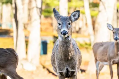 a kangaroo standing in front of other animals at Westwood Villas by Coolvacay in Lake Harmony