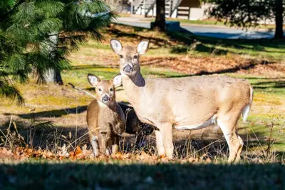 two deer standing next to each other in a field at Westwood Villas by Coolvacay in Lake Harmony