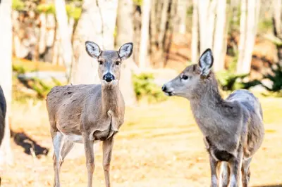 two deer standing next to each other in a forest at Westwood Villas by Coolvacay in Lake Harmony